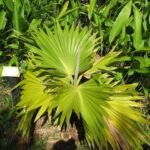 Hillebrand-Loulu (Pritchardia hillebrandii) – Pflanzenfoto