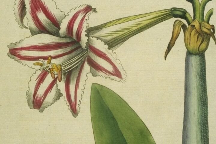 Hippeastrum vittatum