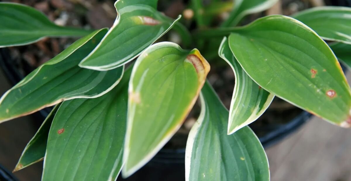 Hosta 'Allan P Mcconnell' – plant photo