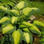 Hosta 'Captain Kirk' – foto della pianta