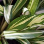 Hosta 'Cherry Berry' – foto della pianta