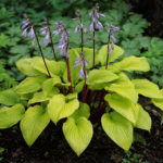 Hosta 'Designer Genes' – foto della pianta