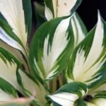 Hosta 'Fire and Ice' – foto della pianta