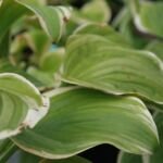 Hosta 'Fragrant Bouquet' – foto della pianta