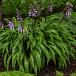 Hosta 'Green Fountain' – foto della pianta