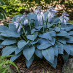 Hosta 'Hadspen Blue' – foto della pianta