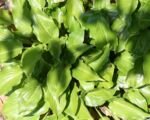 Hosta ‘Invincible’