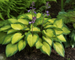 Hosta ‘Island Breeze’