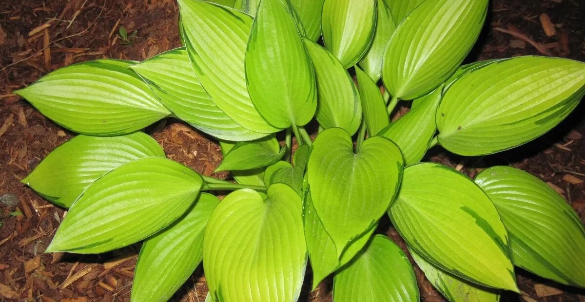 Hosta 'June Fever' – plant photo