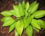 Hosta ‘June Fever’
