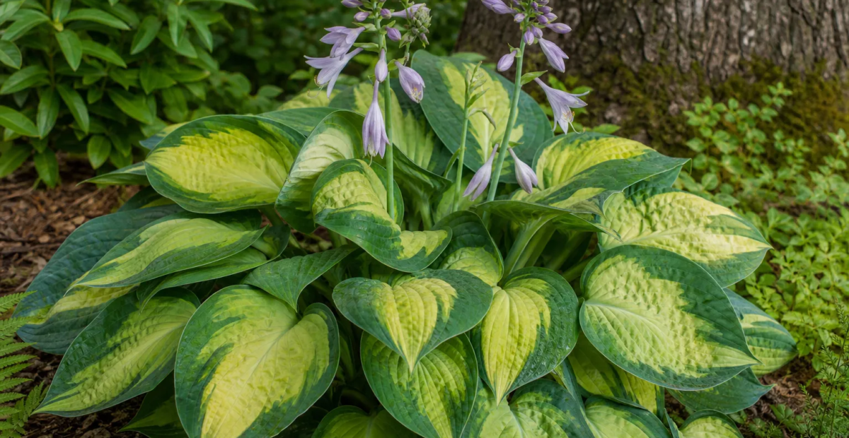 Hosta 'June Spirit' – plant photo