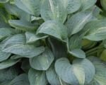 Hosta ‘Kiwi Full Monty’