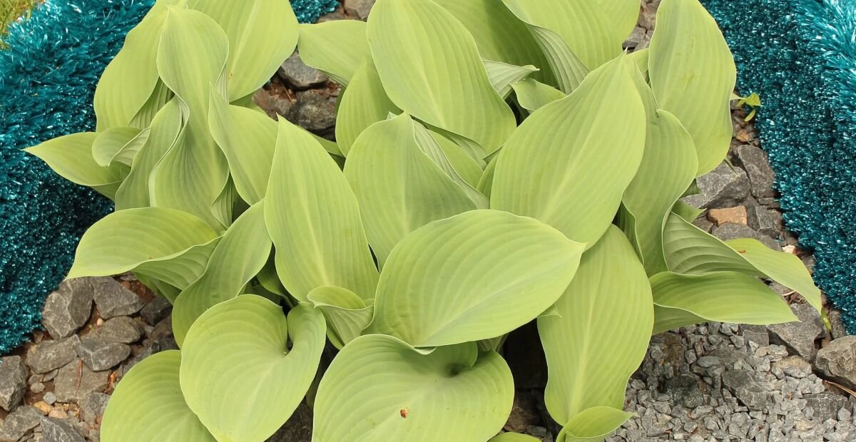 Hosta ‘Krossa Regal’ (Hosta 'Krossa Regal') – plant photo