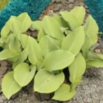 Hosta ‘Krossa Regal’ (Hosta 'Krossa Regal') – foto della pianta