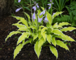 Hosta ‘Lemon Frost’
