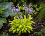 Hosta ‘Lemon Lime’