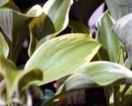Hosta ‘Liberty’