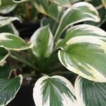 Hosta 'Minuteman' – foto della pianta