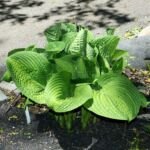 Hosta 'Paradigm' – foto della pianta