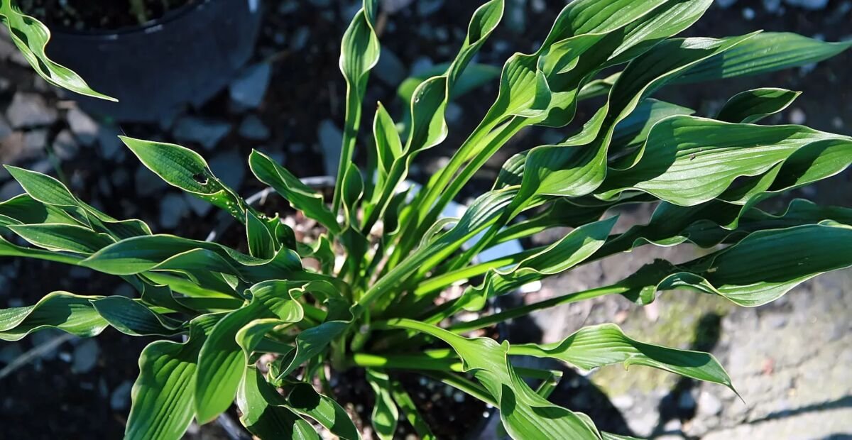 Hosta 'Praying Hands' – plant photo