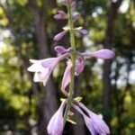 Hosta 'Regal Splendor' – foto della pianta
