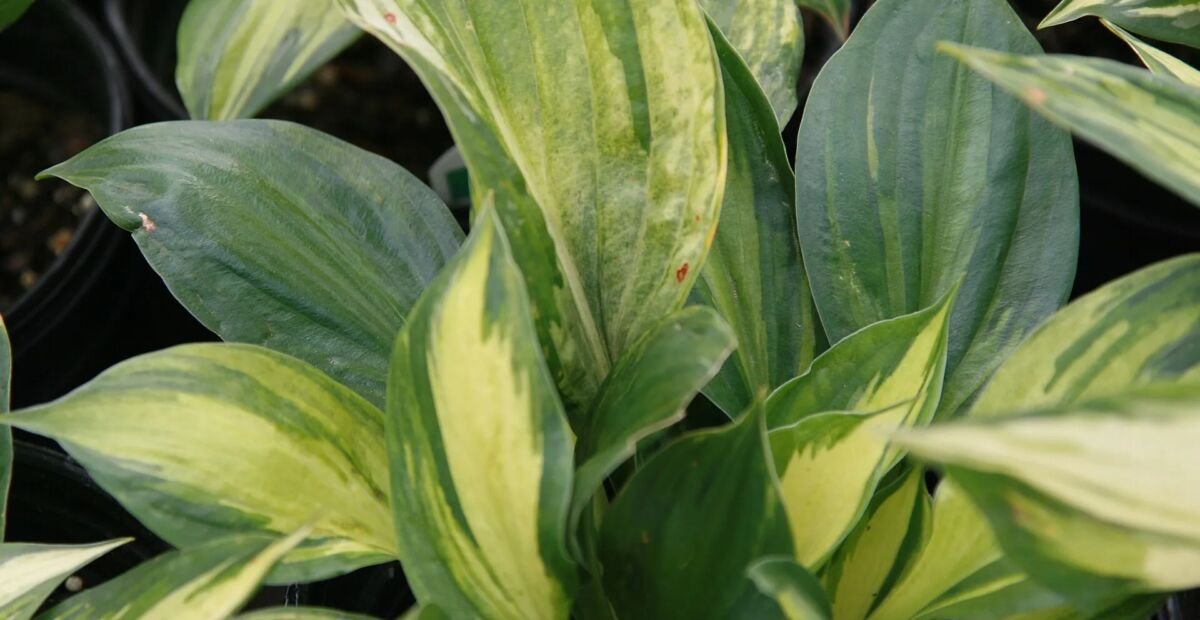 Hosta 'Revolution' – plant photo