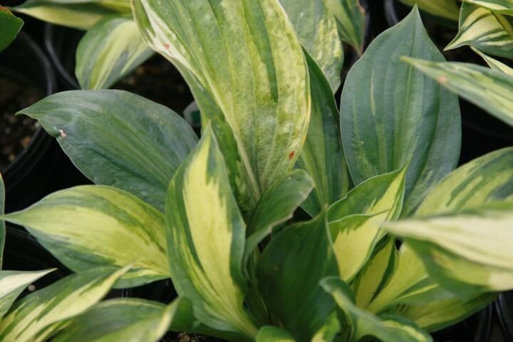 Hosta 'Revolution'