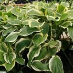 Hosta 'So Sweet' – foto della pianta