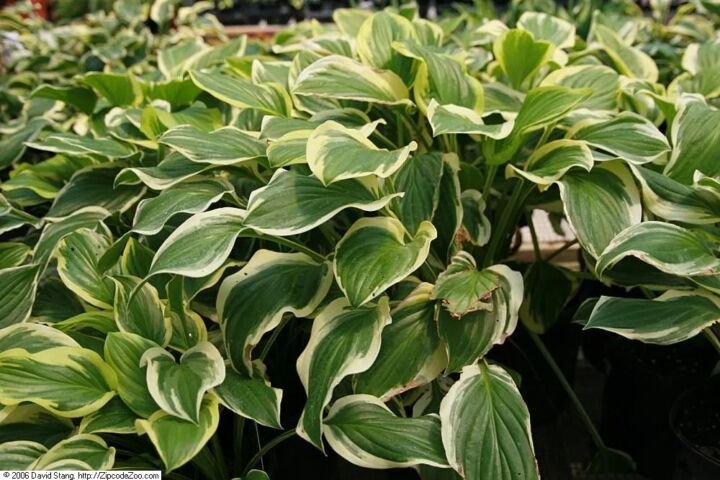 Hosta 'So Sweet'