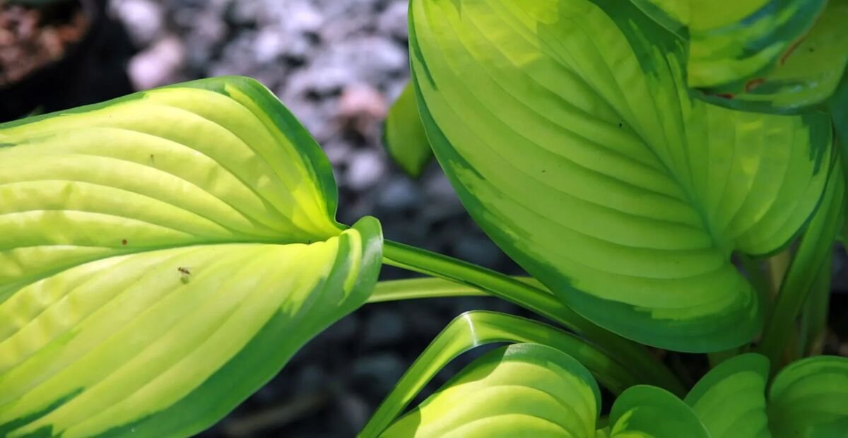 Hosta 'Stained Glass' – plant photo