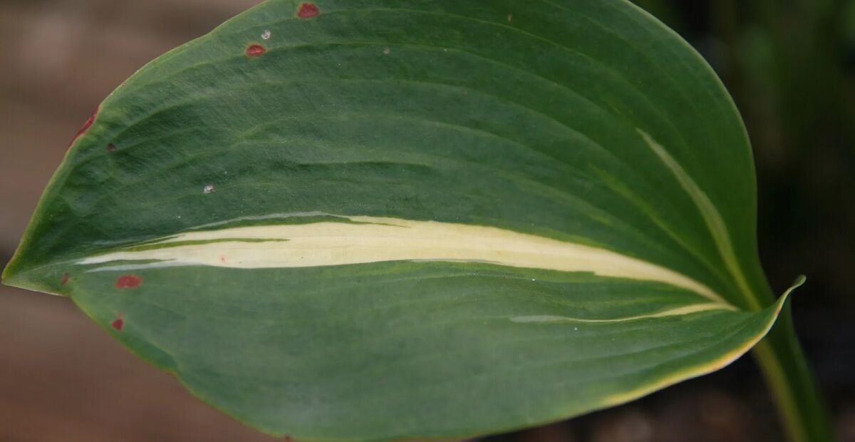 Hosta 'Thunderbolt' – plant photo