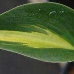 Hosta 'Touch of Class' – foto della pianta
