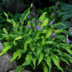 Hosta 'Twist of Lime' – foto della pianta