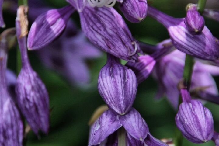 Hosta ventricosa