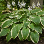 Hosta 'Victory' – foto della pianta