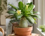 Come prendersi cura di Brighamia insignis: mantenere sana la palma hawaiana