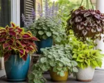 Plectranthus erkennen und pflegen: So bleiben Harfenstrauch und Mottenkönig gesund