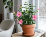 How to Overwinter Dipladenia: Position, Pruning and Winter Care