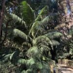 Howea forsteriana – fotografia rastliny