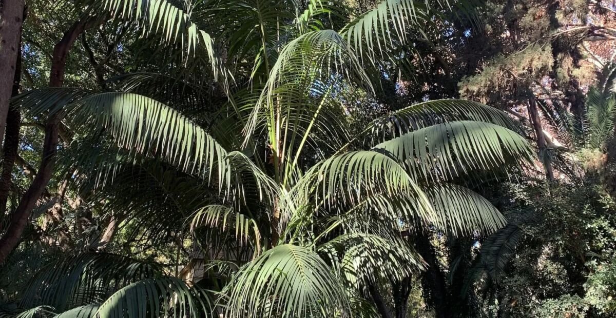 Howea forsteriana – plant photo