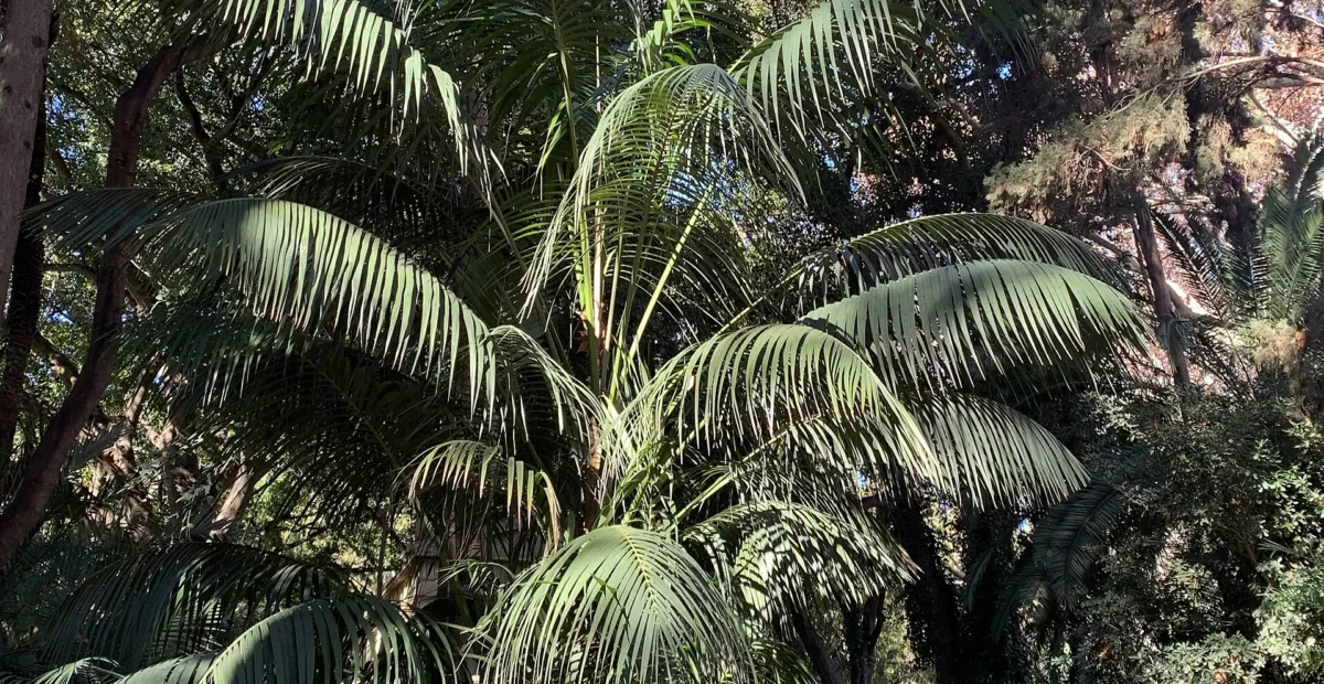 Howea forsteriana – plant photo