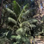 Howea forsteriana care guide (Howea forsteriana) – plant photo