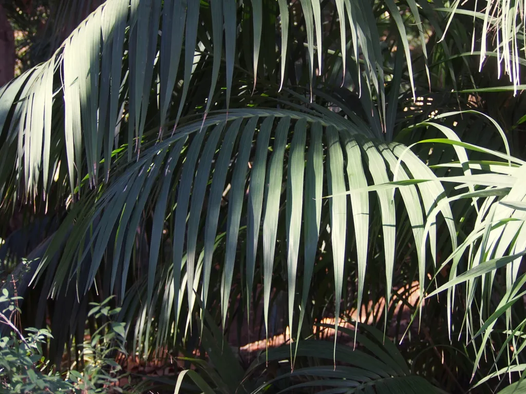 Howea forsteriana – im Garten, Pflanzenfoto
