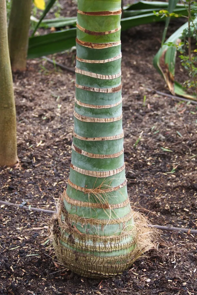 Howea forsteriana – im Garten, Pflanzenfoto