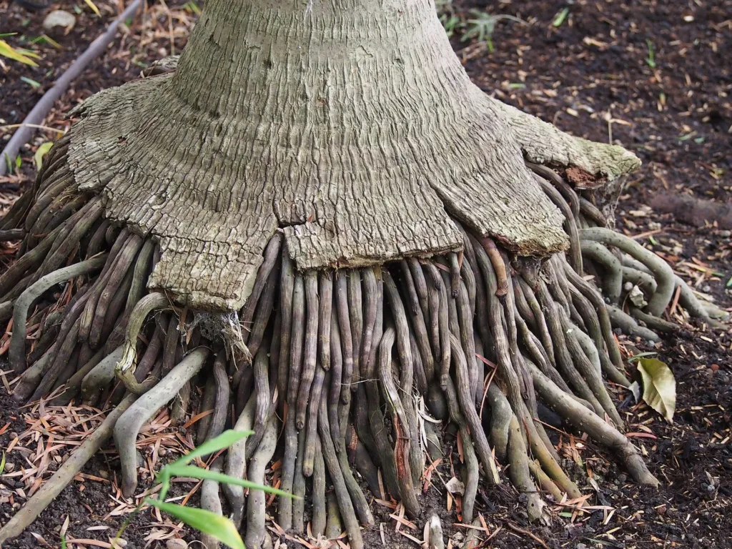 Howea forsteriana – im Garten, Pflanzenfoto