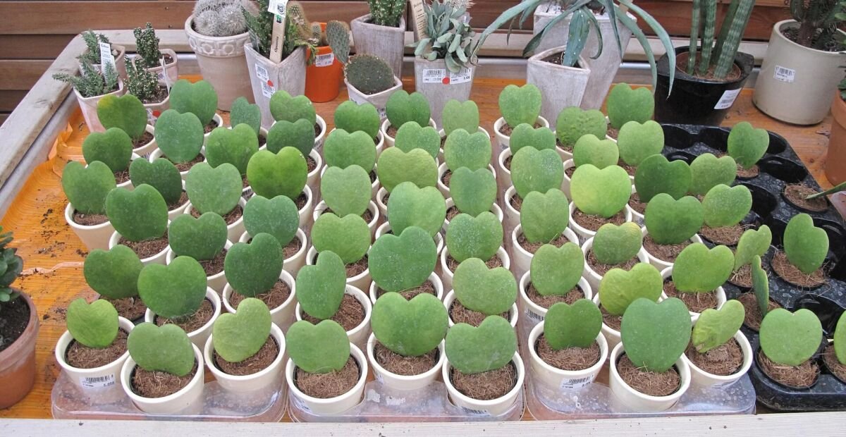 Hoya a foglia di cuore (Hoya kerrii) – plant photo