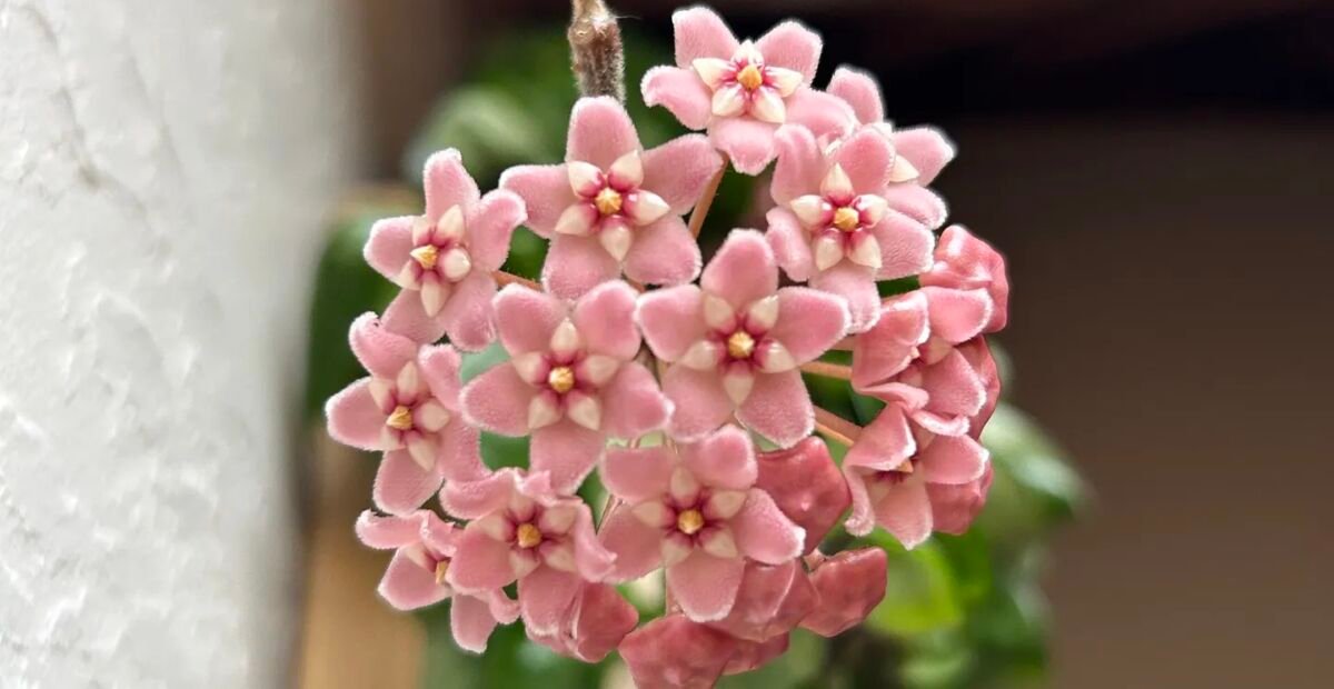 Hoya carnosa 'Compacta' – plant photo