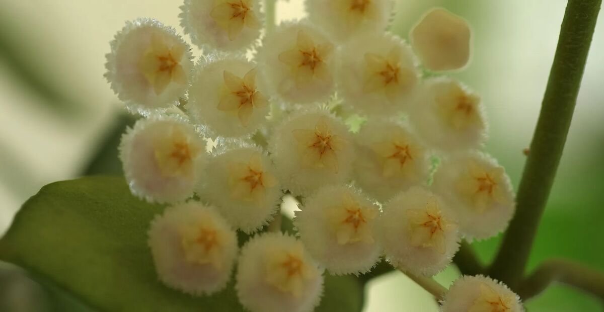 Hoya lacunosa – plant photo