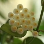 Hoya lacunosa – foto della pianta