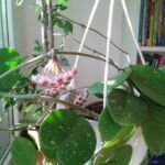 Hoya obovata – foto della pianta